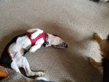 High angle view of dog lying on floor