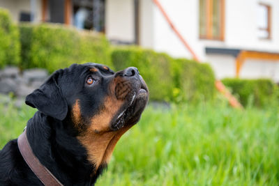 Close-up of dog looking away