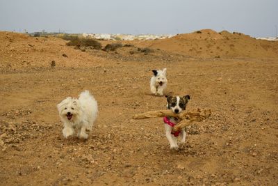 View of dogs on field