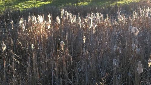 Scenic view of lake in forest