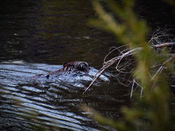 Bird in water