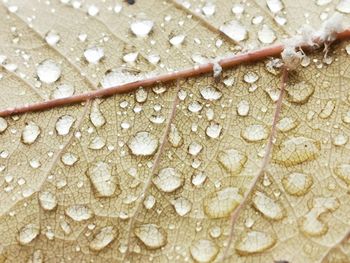 Close-up of raindrops on leaf