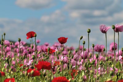 Close-up of purple flowering plants on field