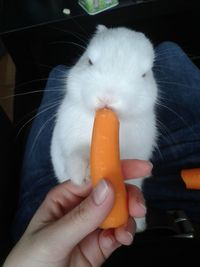 Midsection of person feeding carrot to rabbit