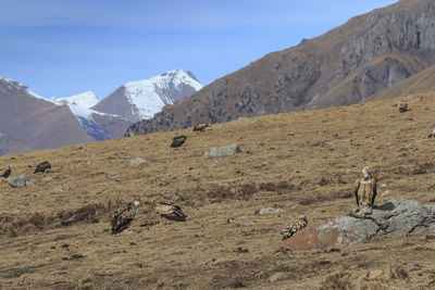 Vultures on mountain against sky