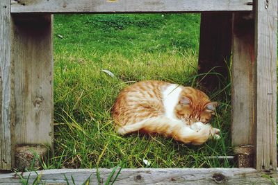 Cat resting on a field