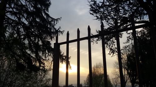 Trees at sunset