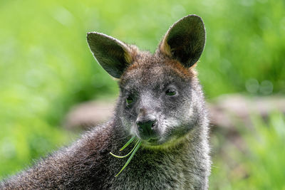 Close-up of kangaroo looking away