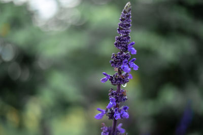 Close-up of purple flowering plant