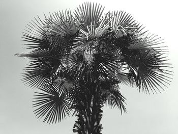 Low angle view of palm tree against clear sky