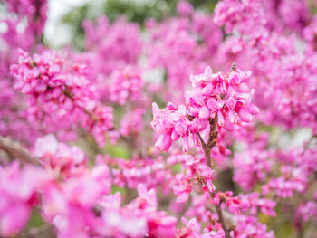 Close-up of pink cherry blossoms