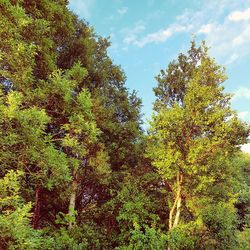 Plants growing on tree