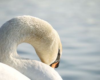 Close-up of white background