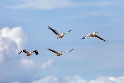 Low angle view of seagulls flying