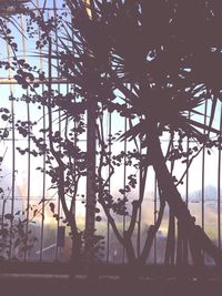 Trees against sky at sunset