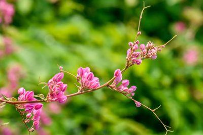 Close-up of pink flowering plant