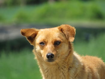 Close-up portrait of a dog