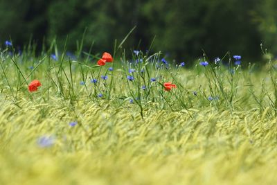 Close-up of red poppy flowers on field