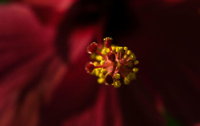 Close-up of flower blooming outdoors