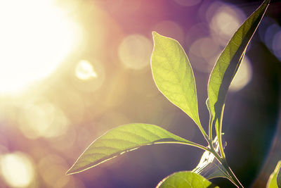 Close-up of plant leaves