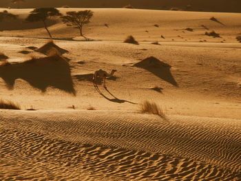 View of tire tracks on sand