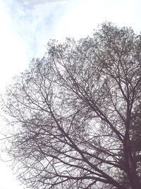 Low angle view of trees against sky