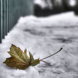 Close-up of autumn leaf