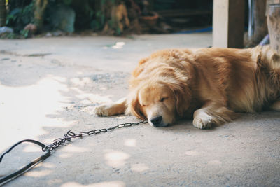 Close-up of dog