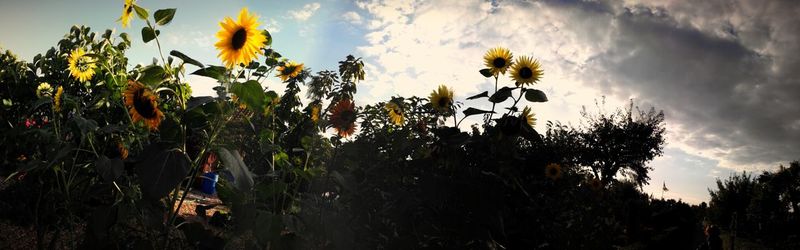 Low angle view of trees against sky