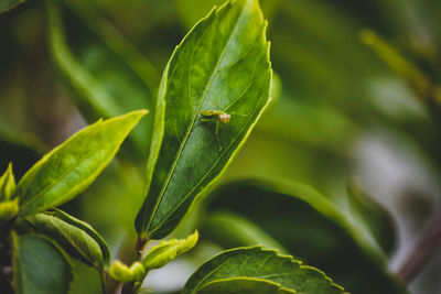 Close-up portrait of a tiny praying mantis on a leaf looking at the camera