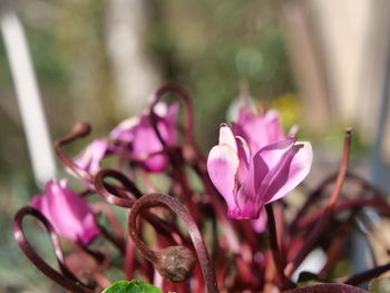 Close-up of pink flowering plant