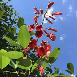 Low angle view of red flowering plants against sky