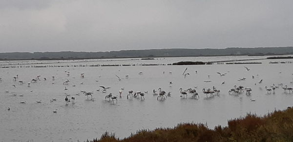 Birds flying over lake against sky