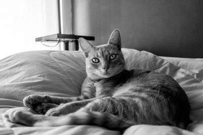 Portrait of cat resting on bed