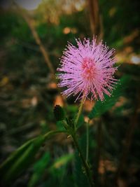 Close-up of thistle blooming outdoors