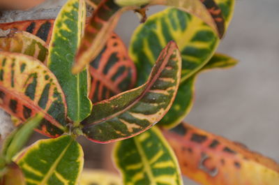 Close-up of green plant