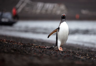 Close-up of penguin on land deception island antarctica