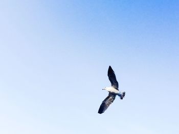 Low angle view of bird flying against clear sky