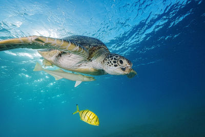 High angle view of turtle swimming in sea