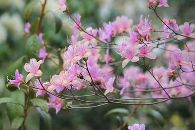 Close-up of pink cherry blossoms in spring