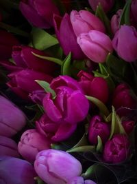 Close-up of pink flowers