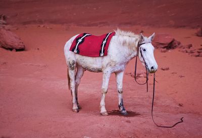 View of horse on field
