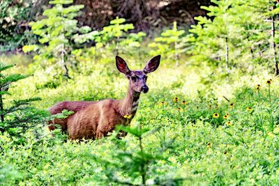 Deer standing on field