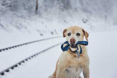 Portrait of dog with pet leash in mouth on snow covered field 