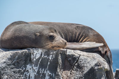 High angle view of sea lion