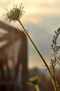 Close-up of plant against sky at sunset