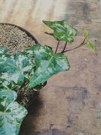 High angle view of potted plant on table