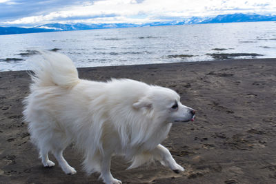 Dogs on beach