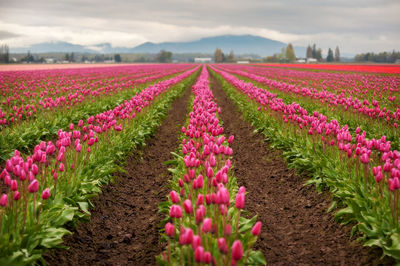 Pink flowers on field against sky