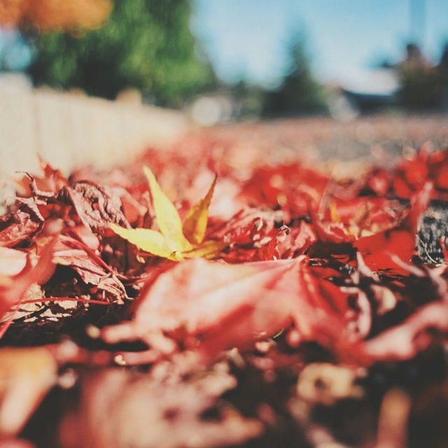 autumn, selective focus, close-up, abundance, focus on foreground, red, leaf, season, change, large group of objects, dry, leaves, freshness, food and drink, food, still life, day, for sale, no people, outdoors